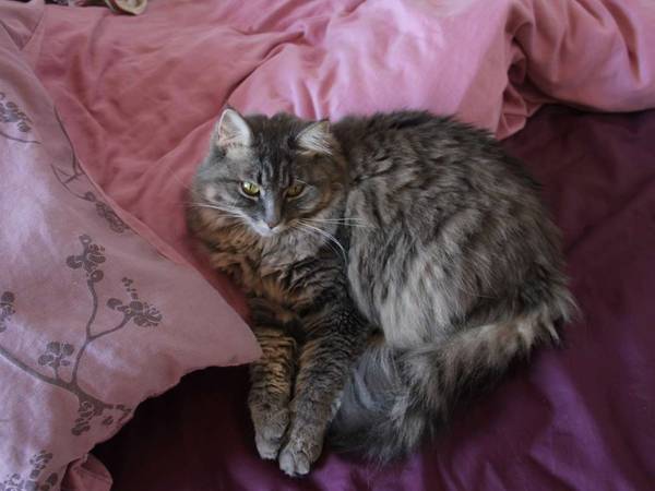 Colocation / Appartement 3 pièces de 80 m², Toulouse, Avenue des Minimes / Photo 9