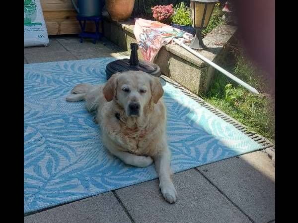 Chambre chez l'habitant / Maison 7 pièces de 10 m², Charleroi, Allée F / Photo 9