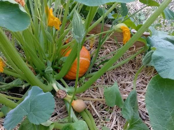 Sous-location / Maison 10 pièces de 150 m², Nantes / Photo 5