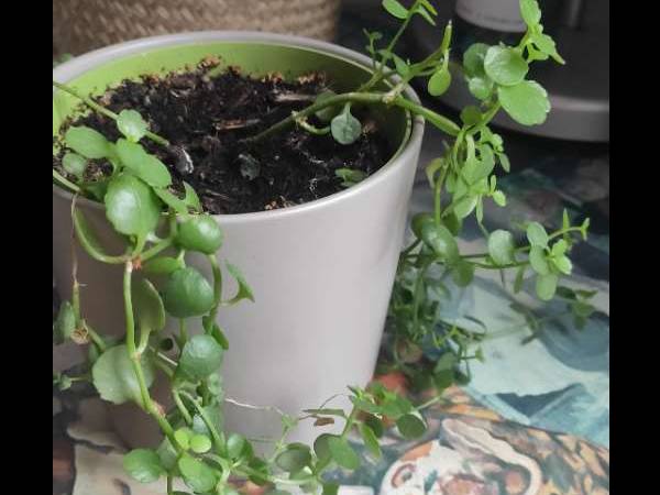 Sous-location / Appartement 4 pièces de 85 m², Paris, Avenue Corentin Cariou / Photo 3