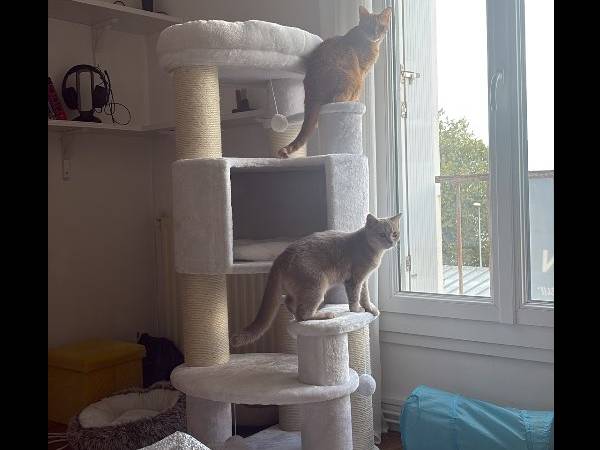 Colocation / Appartement 3 pièces de 64 m², Brest, Rue de l'Aber Wrac'H / Photo 5