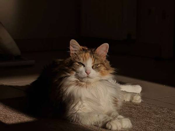 Sous-location / Appartement 3 pièces de 60 m², Toulouse, Rue Viguerie / Photo 4