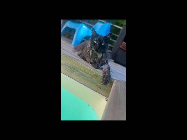 Chambre chez l'habitant / Maison 5 pièces de 400 m², Asnières-sur-Seine, Rue Trouillet Derel / Photo 5