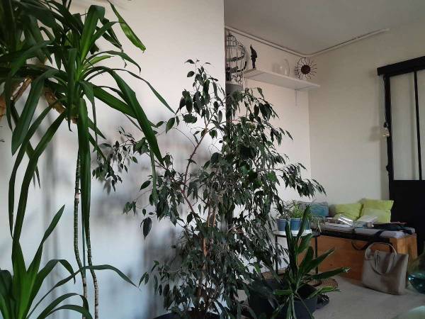 Colocation / Appartement 3 pièces de 55 m², Montreuil, Rue de Rosny / Photo 2