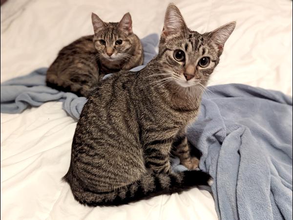 Colocation / Appartement 4 pièces de 81 m², Strasbourg, Rue D'obernai / Photo 9