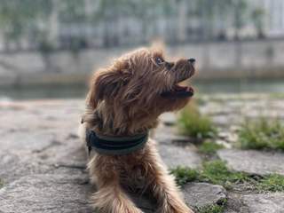 Francesco
